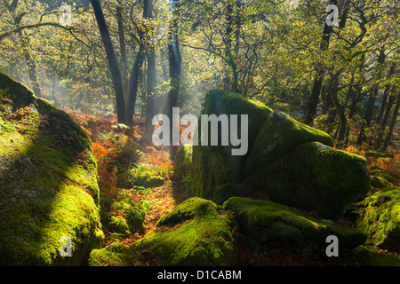 Dewerstone Bois près de Shaugh avant dans le Dartmoor National Park, Devon, Angleterre, Royaume-Uni, Europe Banque D'Images