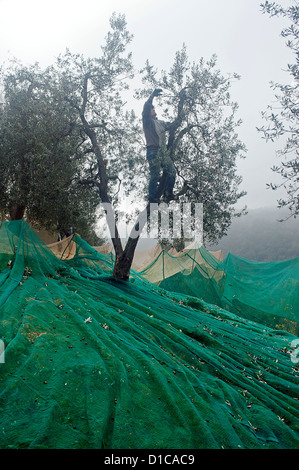 La récolte des olives. Entourant d'Orvieto. Terni, Ombrie, Italie Banque D'Images