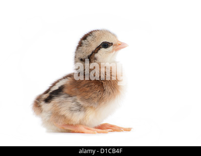 Mignon petit poussin de Pâques à rayures. Vue latérale, sur fond blanc Banque D'Images