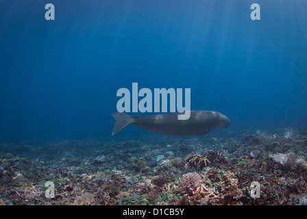 Un très rare rencontre avec un dugong connu aussi sous le nom de seacow. Le parc national de Komodo coral reef Banque D'Images