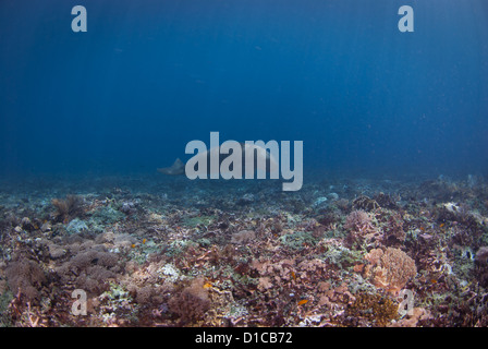 Un très rare rencontre avec un dugong connu aussi sous le nom de seacow. Le parc national de Komodo coral reef Banque D'Images