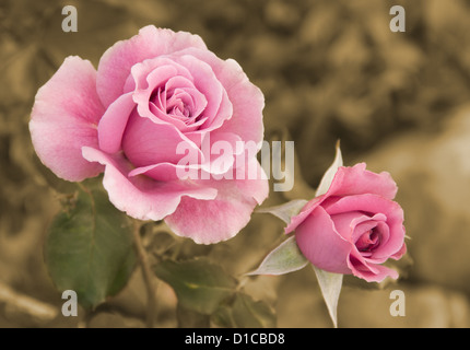 Jardin des Roses rose en arrière-plan, dans des tons sépia Banque D'Images