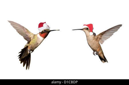 Deux oiseaux-mouches en vol, wearing Santa hats ; isolated on white Banque D'Images