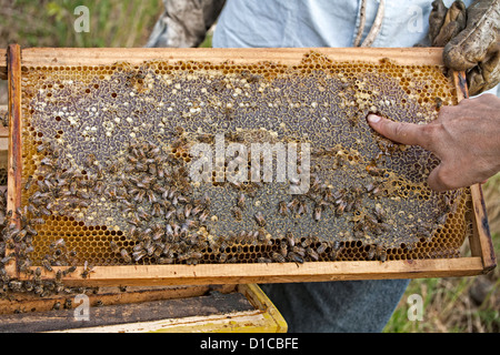 Le miel se doigt directement d'Honeycomb Banque D'Images