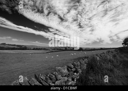 Paysage d'été vue sur Blackton Village, Upper Teesdale, comté de Durham, Angleterre, Grande-Bretagne, Royaume-Uni Banque D'Images