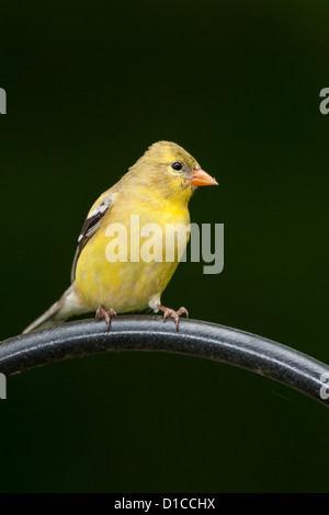 Chardonneret jaune femelle en plumage d'été Banque D'Images