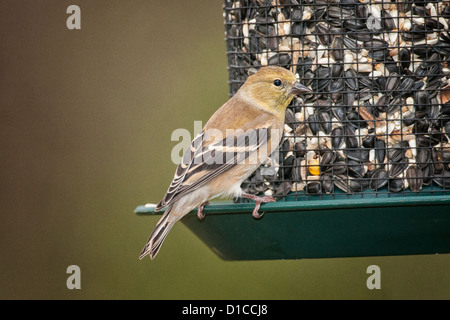 Chardonneret jaune femelle en plumage d'hiver Banque D'Images