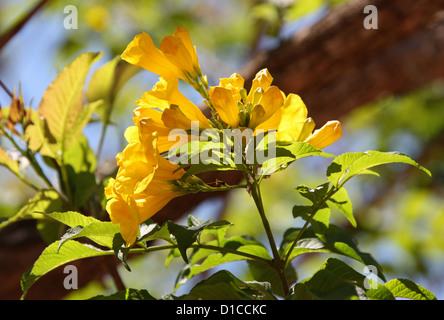 Aîné jaune Arbre, Tecoma stans, Bignoniaceae. Originaire de l'Amérique tropicale. Ce spécimen photographié à Madagascar, Afrique Banque D'Images