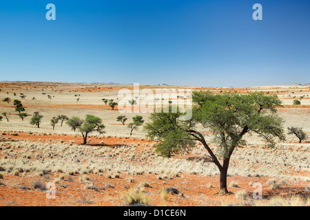 Eriolobe forêt dans la réserve de Namib Rand en Namibie Banque D'Images