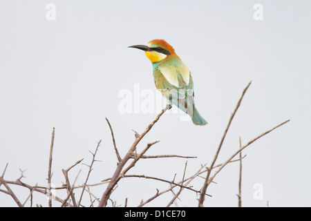 Guêpier d'Europe dans le parc national d'Etosha, Namibie Banque D'Images