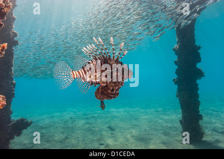 Poisson-papillon natation sous une jetée entourée par un banc de poissons-appâts vivants et rayons Banque D'Images