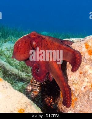 Une pieuvre rouge sur un vieux baril artificiels underwater Banque D'Images