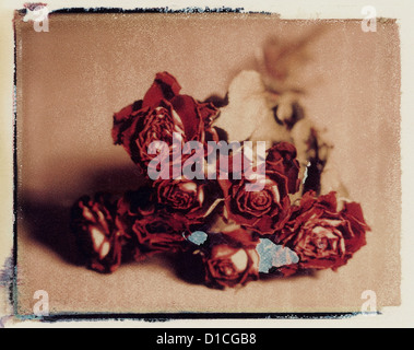 Bouquet de roses rouges séchées. transfert polaroid. ©mak Banque D'Images
