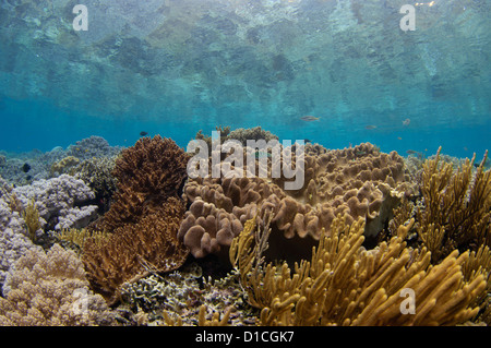 Un jardin de corail dur avec une variété de coraux durs y compris la table, de branchement, de chou ou de salade et staghorn Banque D'Images