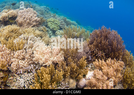 Un jardin de corail dur avec une variété de coraux durs y compris la table, de branchement, de chou ou de salade et staghorn Banque D'Images