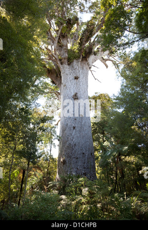 La Nouvelle-Zélande. Tane Mahuta, plus gros arbre Kauri. Waipoua Forest. Banque D'Images