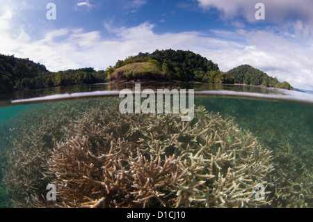 Réflexion d'un jardin de corail dur avec une variété de coraux durs y compris la table, ramification, chou et staghorn Banque D'Images