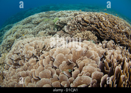 Jardin de corail avec le branchement, la table, et la plaque de coraux, Staghorn, Chou, Acropora et Porites sp., Halmahera, Moluques, Indonésie Banque D'Images