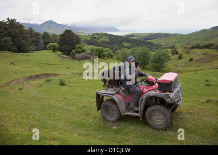 Un Musterer (pasteur) sur son quad, faire le tour avec ses chiens, au nord de Gisborne, île du nord, en Nouvelle-Zélande. Banque D'Images