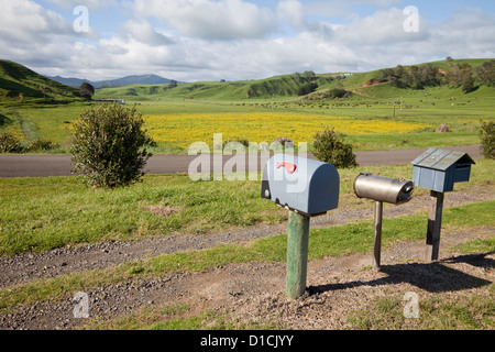 Les boîtes de courrier rural, près de Opotiki, Bay of Plenty, île du nord, en Nouvelle-Zélande. Les terres agricoles, le pâturage du bétail en arrière-plan. Banque D'Images