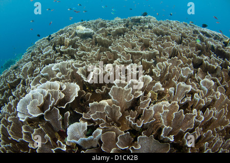 Jardin de corail avec le branchement, la table, et la plaque de coraux, Staghorn, Chou, Acropora et Porites sp., Halmahera, Moluques, Indonésie Banque D'Images