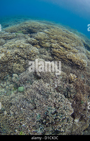 Jardin de corail avec le branchement, la table, et la plaque de coraux, Staghorn, Chou, Acropora et Porites sp., Halmahera, Moluques, Indonésie Banque D'Images