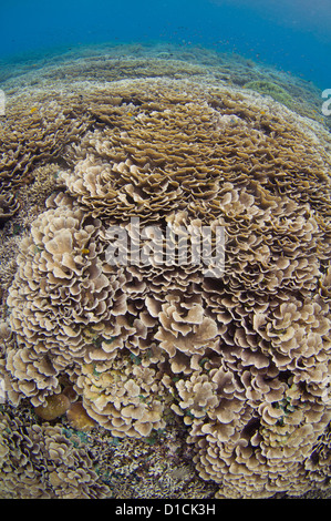 Jardin de corail avec le branchement, la table, et la plaque de coraux, Staghorn, Chou, Acropora et Porites sp., Halmahera, Moluques, Indonésie Banque D'Images