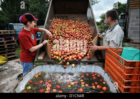 Cidreries lave les pommes avant de les écraser et appuyant en Broome Farm, près de Ross-on-Wye, au Royaume-Uni, où il y a un camping et tasti Banque D'Images
