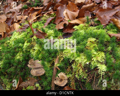 Tamaris commun cheveux mousse mousse et feuilles de hêtre dans une forêt Banque D'Images