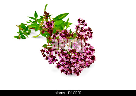 L'Origan Bouquet avec des fleurs roses et vertes feuilles isolées sur fond blanc Banque D'Images