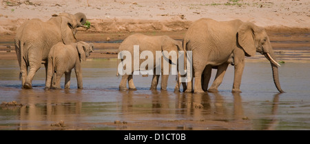 Les éléphants de Uaso Nyiro Banque D'Images