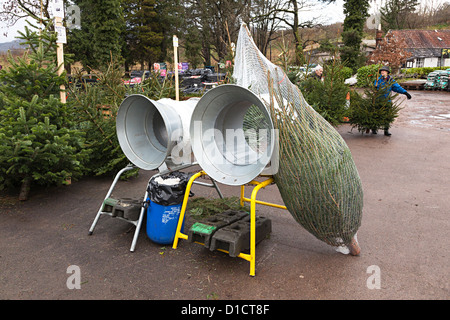 Les arbres de Noël en vente avec tube de compensation au garden centre, Pays de Galles, Royaume-Uni Banque D'Images