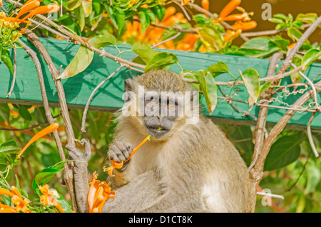 Singe vert (Chlorocebus pygerythrus) se nourrissant de grimpeur trompette Orange de l'Afrique de l'ouest Gambie Kololi Banque D'Images