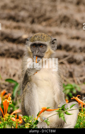 Singe vert (Chlorocebus pygerythrus) se nourrissant de grimpeur trompette Orange de l'Afrique de l'ouest Gambie Kololi Banque D'Images