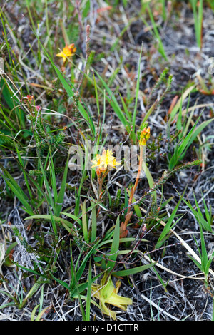 Bog Asphodel dans un marécage sur Rubh Dunain Loch péninsulaire cassant Ile de Skye en Ecosse Banque D'Images