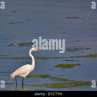 Une grande aigrette dans un marais d'eau salée. L'egret est relativement petit dans le cadre laissant assez de place pour le texte. Banque D'Images