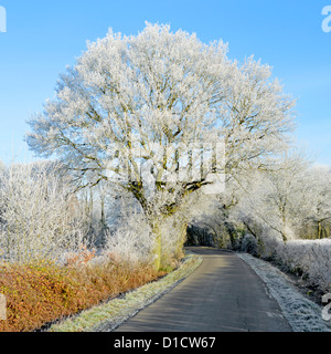 L'hiver sur la campagne arbres boisés et hedgerow dans le pays Paysage routier avec givre tôt le matin sur le chêne anglais Tree Essex Angleterre Royaume-Uni Banque D'Images