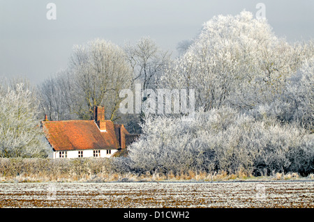 Hiver campagne forêt arbres dans les terres agricoles paysage avec Givre sur l'arbre anglais hedgerow & Country Cottage Essex Angleterre Royaume-Uni Banque D'Images