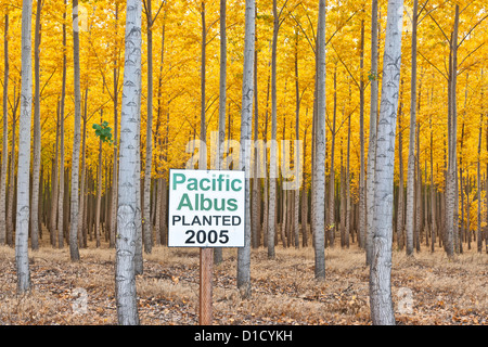 Plantation de peupliers hybrides, Oregon Banque D'Images