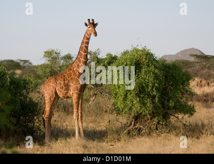 Giraffe réticulée debout Banque D'Images