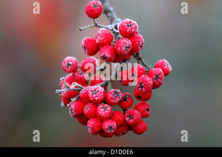 Cotoneaster lucidus blanc givré givré gel glace hiver hiver revêtement recouvert de fruits rouges berry couvrir couverts bunch Banque D'Images