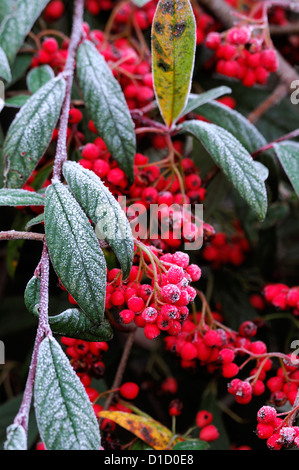 Cotoneaster lucidus blanc givré givré gel glace hiver hiver revêtement recouvert de fruits rouges berry couvrir couverts Banque D'Images