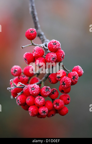 Cotoneaster lucidus blanc givré givré gel glace hiver hiver revêtement recouvert de fruits rouges berry couvrir couverts bunch Banque D'Images