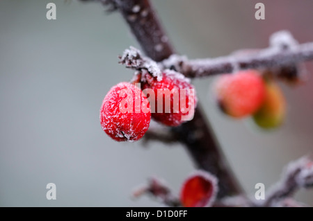 Cotoneaster simonsii blanc givré givré gel glace hiver hiver revêtement recouvert de fruits rouges berry Banque D'Images