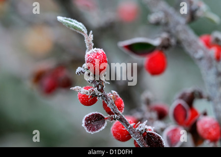 Cotoneaster simonsii blanc givré givré gel glace hiver hiver revêtement recouvert de fruits rouges berry Banque D'Images