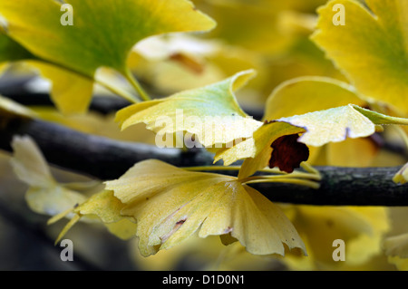 Le ginkgo biloba pendula automne hiver automne selective focus gros plan jaune d'or feuilles couleur d'arbres feuillus Banque D'Images