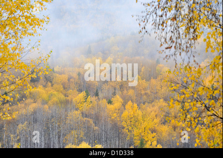 Couleurs d'automne dans la région de Battle Hill-des-Gitwangaks, British Columbia, Canada Banque D'Images