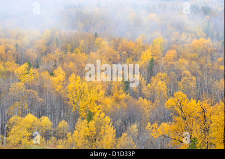 Couleurs d'automne dans la région de Battle Hill-des-Gitwangaks, British Columbia, Canada Banque D'Images