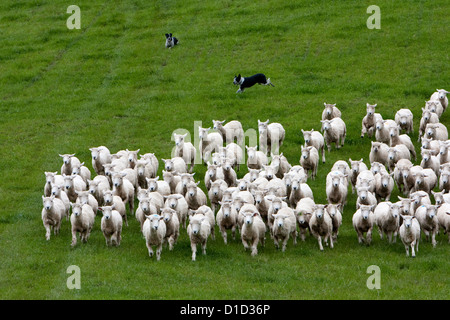 Les chiens de l'unité de recueillir des moutons Romney en troupeau et les conduire à la maison. Masterton, Wairarapa, North Island, New Zealand. Banque D'Images