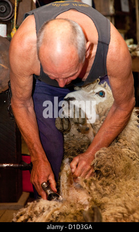 D'un cisaillement des moutons, Musée National d'ovins et de cisaillement, Paihia, Nouvelle-Zélande, île du nord, région de Wairarapa. Banque D'Images